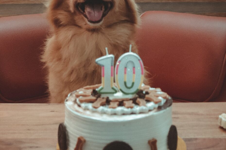 smiling-golden-retriever-dog-in-front-of-birthday-cake-with-a-10-candle-on-top