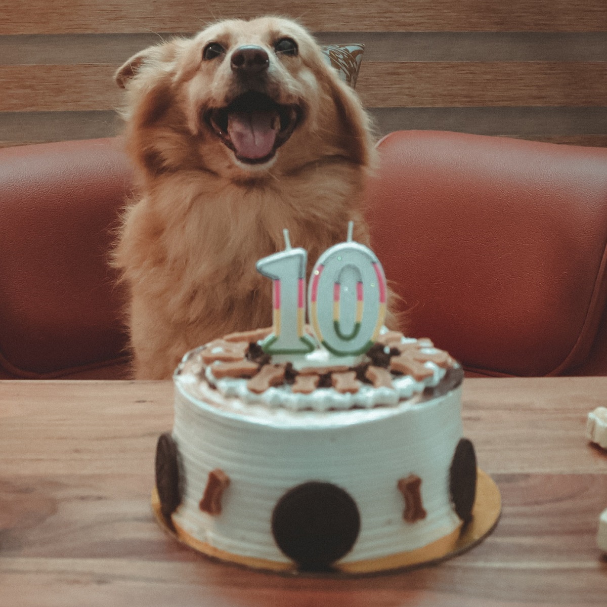 smiling-golden-retriever-dog-in-front-of-birthday-cake-with-a-10-candle-on-top