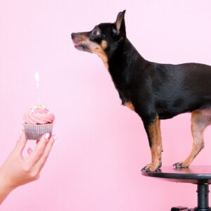 chihuahua-dog-in-front-of-pink-background-with-hand-holding-cupcake-with-birthday-candle