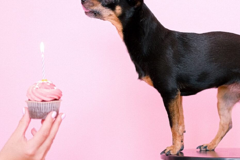 chihuahua-dog-in-front-of-pink-background-with-hand-holding-cupcake-with-birthday-candle