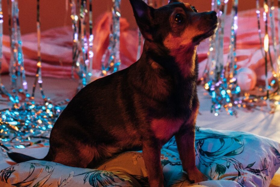 chihuahua-sitting-on-pillow-with-party-decorations-behind-it