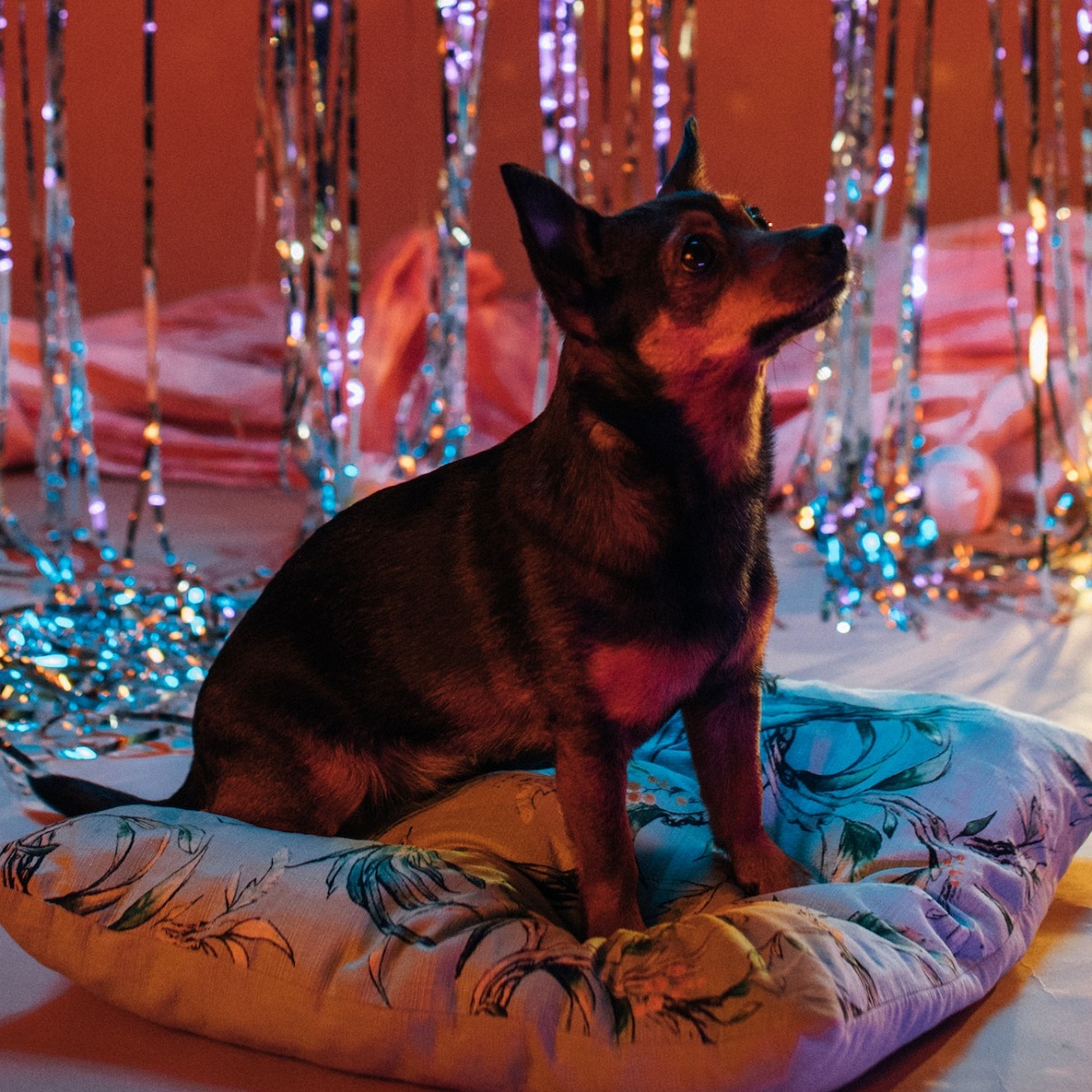 chihuahua-sitting-on-pillow-with-party-decorations-behind-it