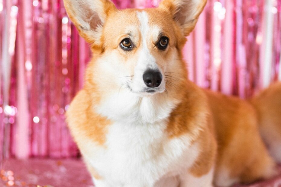 corgi-dog-standing-in-front-of-pink-party-streamers-and-next-to-a-small-gift