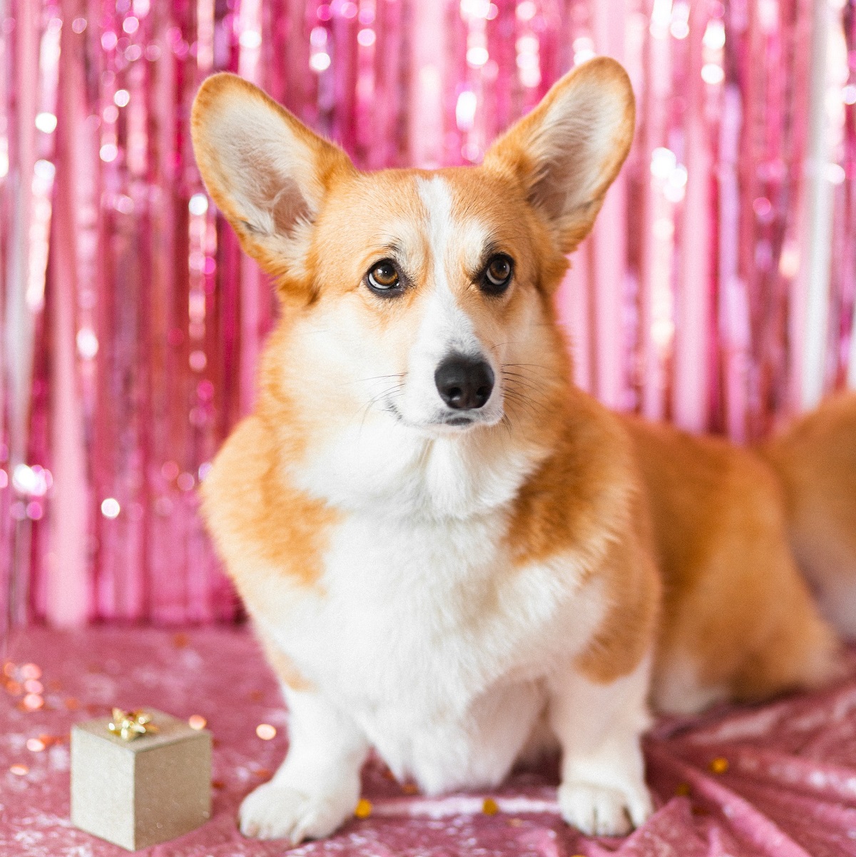corgi-dog-standing-in-front-of-pink-party-streamers-and-next-to-a-small-gift