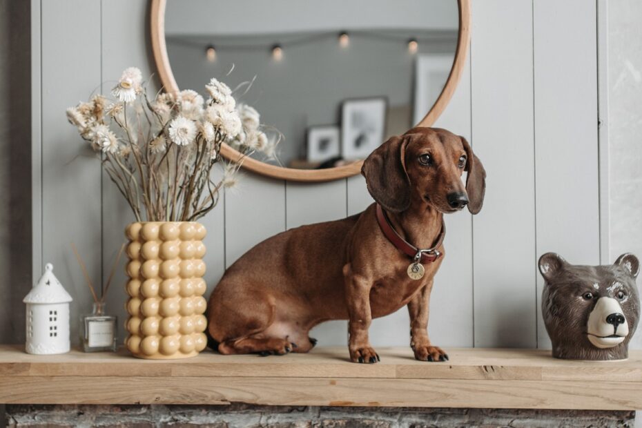 dachshund-dog-seated-atop-a-wooden-mantel-next-to-a-flower-pot-over-a-brick-fireplace