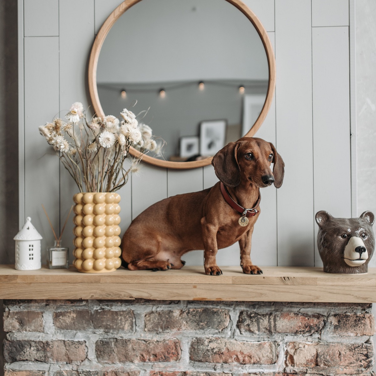dachshund-dog-seated-atop-a-wooden-mantel-next-to-a-flower-pot-over-a-brick-fireplace