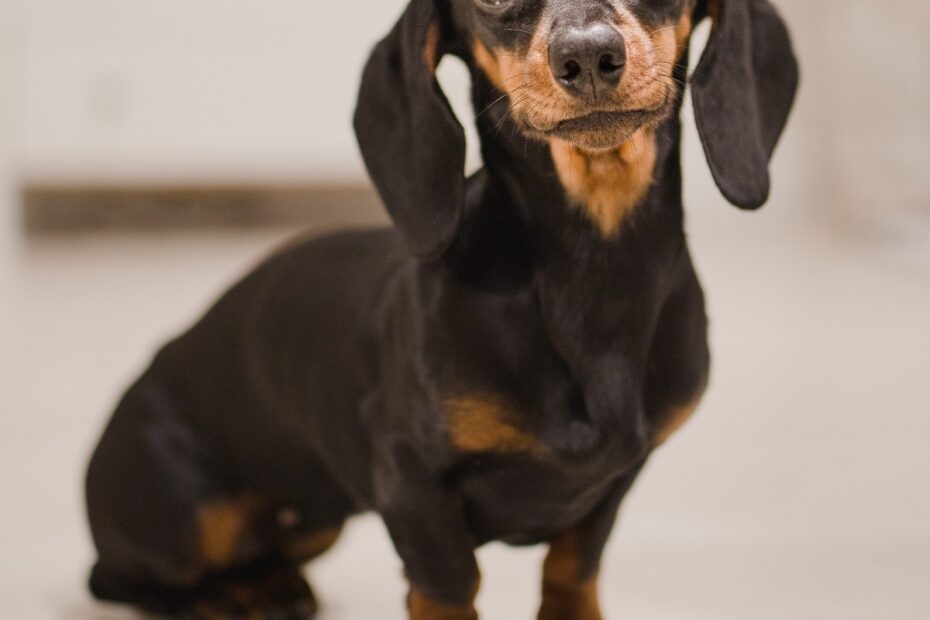 small-short-haired-dachshund-dog