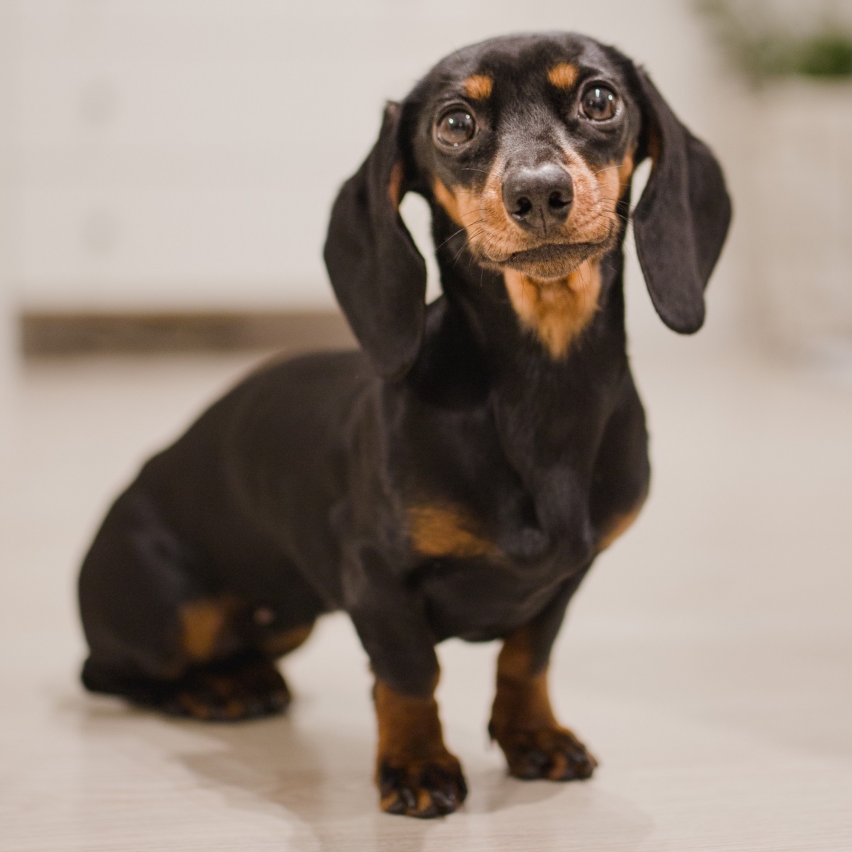 small-short-haired-dachshund-dog