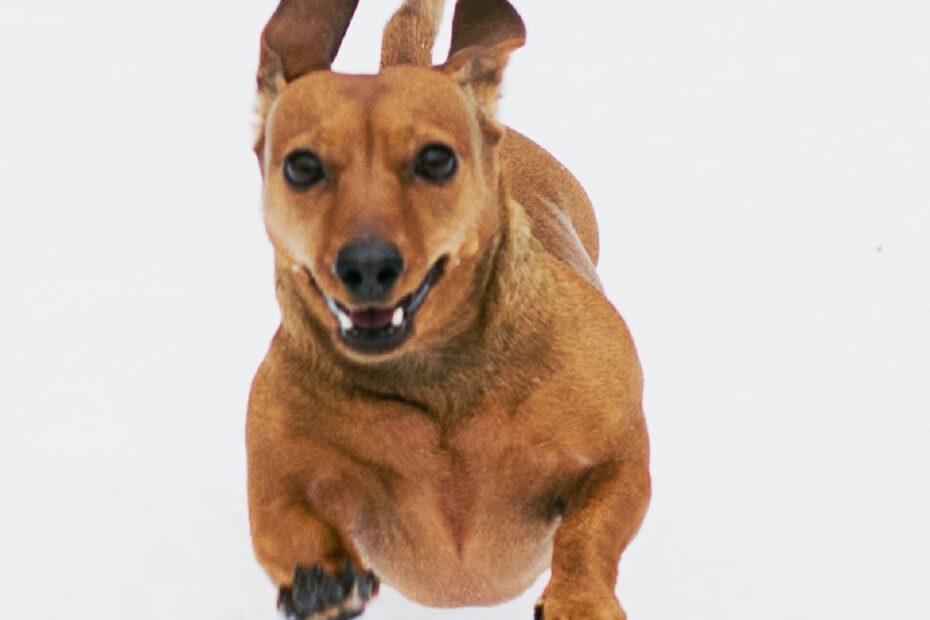 funny-dachshund-dog-running-photo-captured-in-mid-air-against-solid-white-background