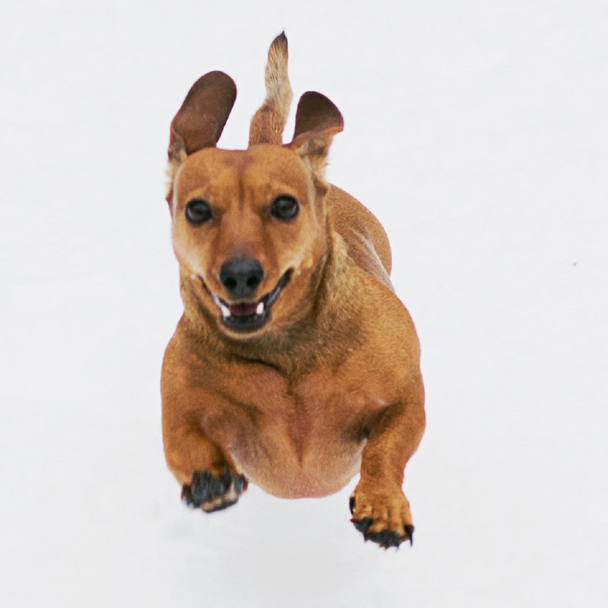 funny-dachshund-dog-running-photo-captured-in-mid-air-against-solid-white-background