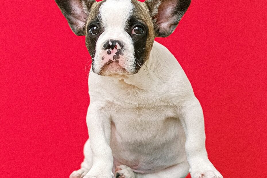 french-bulldog-frenchie-puppy-sitting-on-a-pedestal-with-red-background