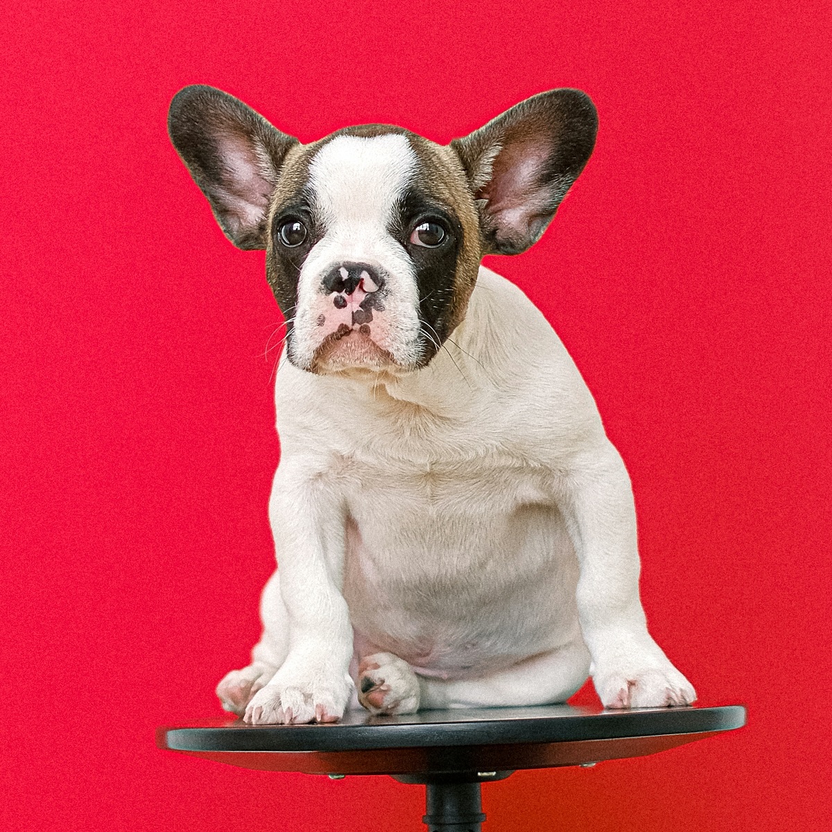 french-bulldog-frenchie-puppy-sitting-on-a-pedestal-with-red-background