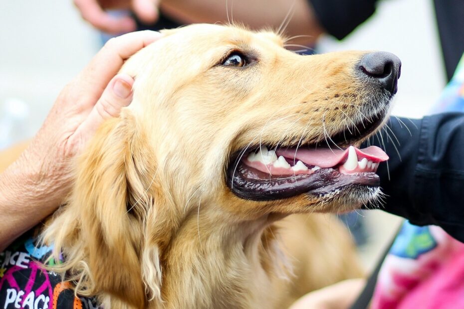 golden-retriever-dog-wearing-party-bandana-and-being-pet=by-a-hand