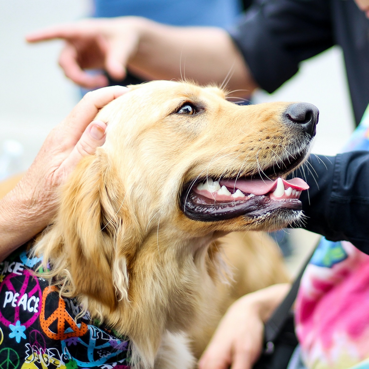 golden-retriever-dog-wearing-party-bandana-and-being-pet=by-a-hand
