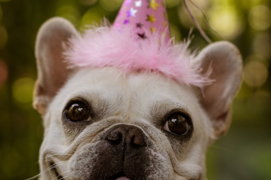 young-blonde-pug-wearing-a-pink-birthday-hat-and-licking-his-lips