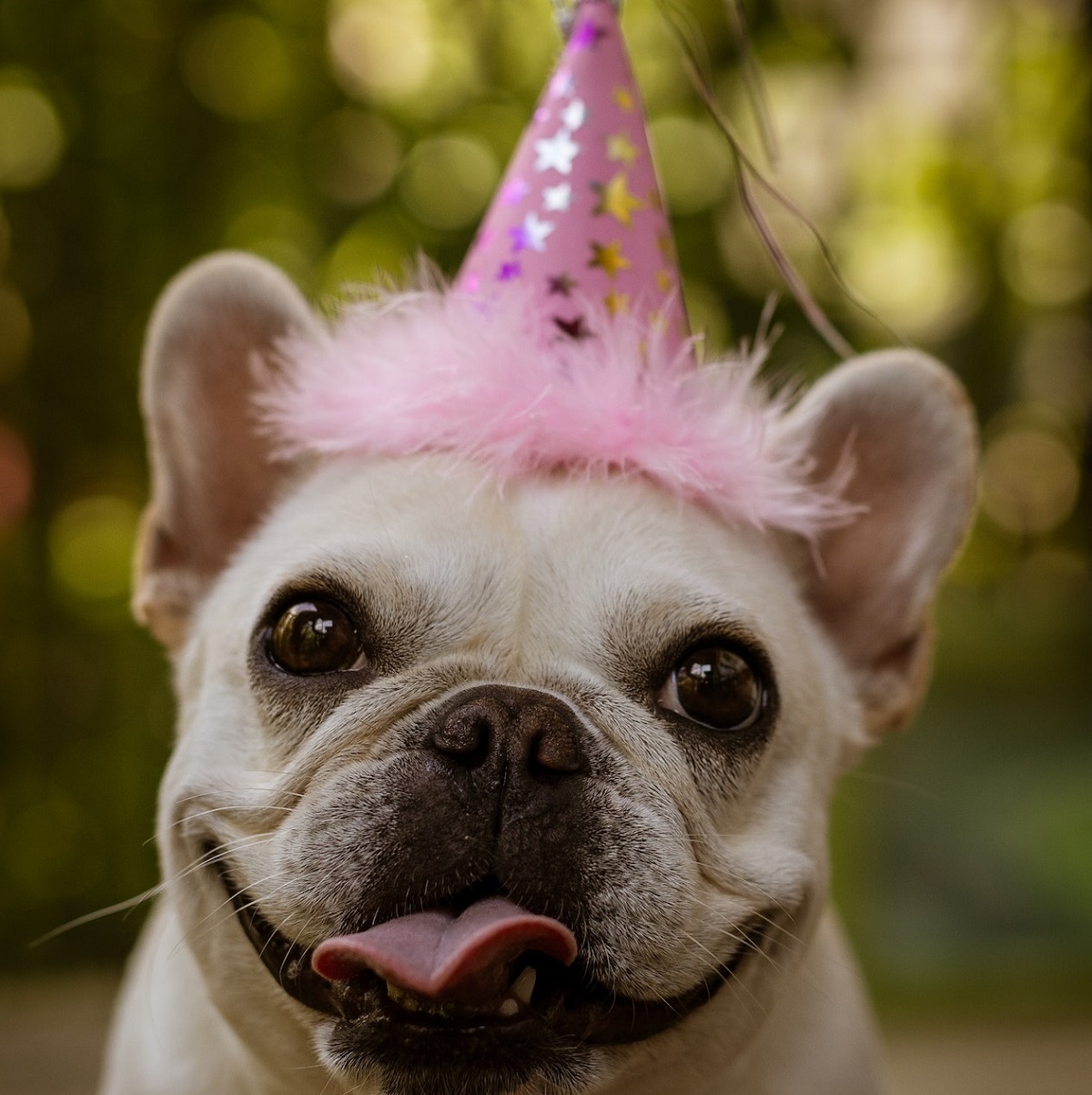 young-blonde-pug-wearing-a-pink-birthday-hat-and-licking-his-lips