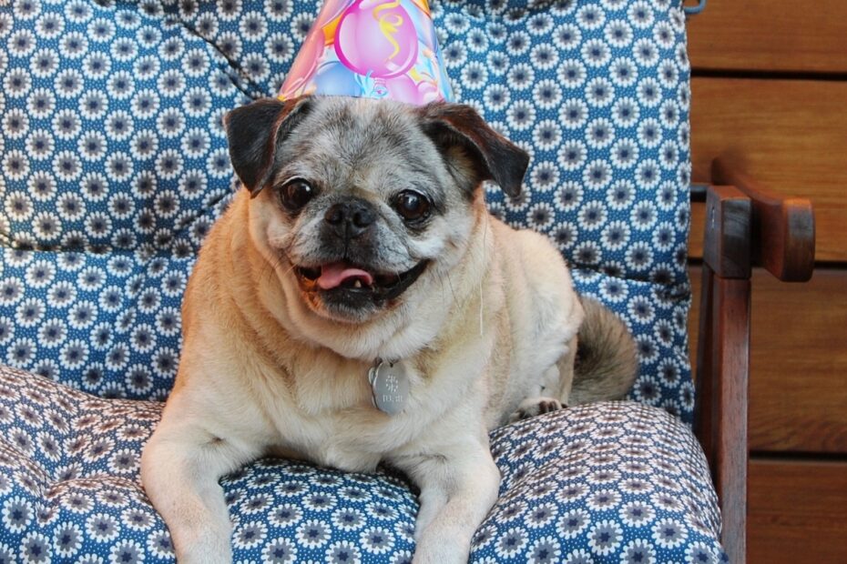 pug-sitting-on-blue-chair-wearing-pink-birthday-party-hat