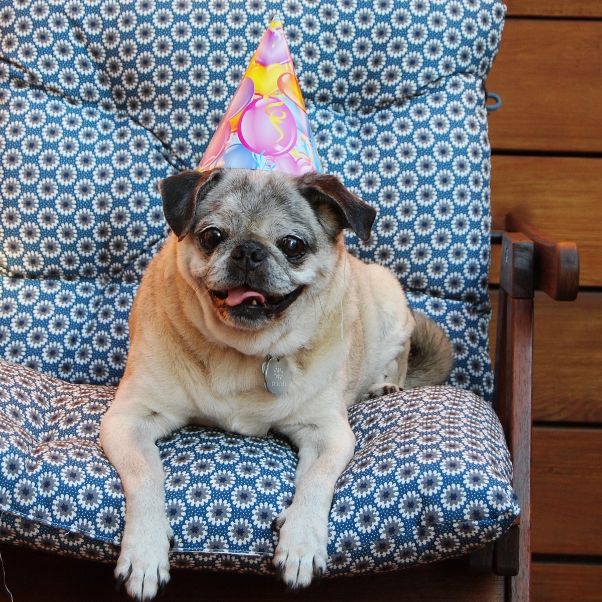 pug-sitting-on-blue-chair-wearing-pink-birthday-party-hat