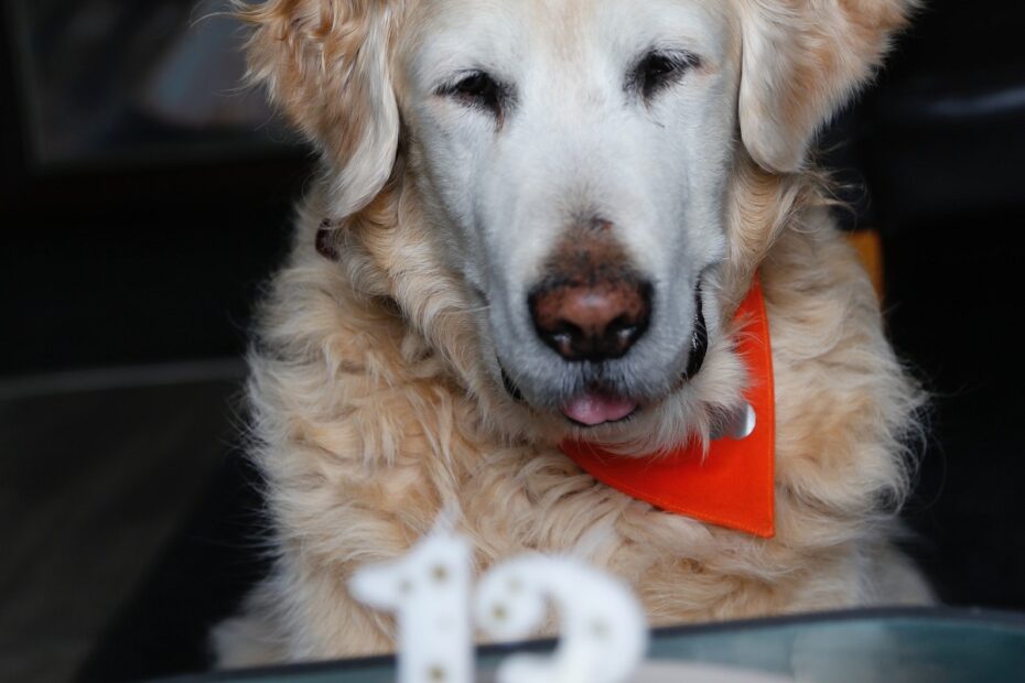 golden-retriever-with-birthday-candle