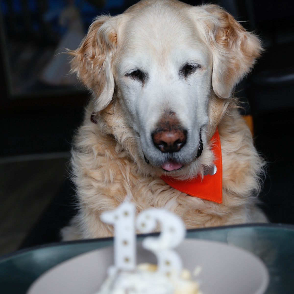 golden-retriever-with-birthday-candle